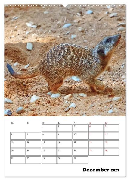 Produktbild: Niedliche Erdm&auml;nnchen (Wandkalender 2027 DIN A2 hoch), CALVENDO Monatskalender