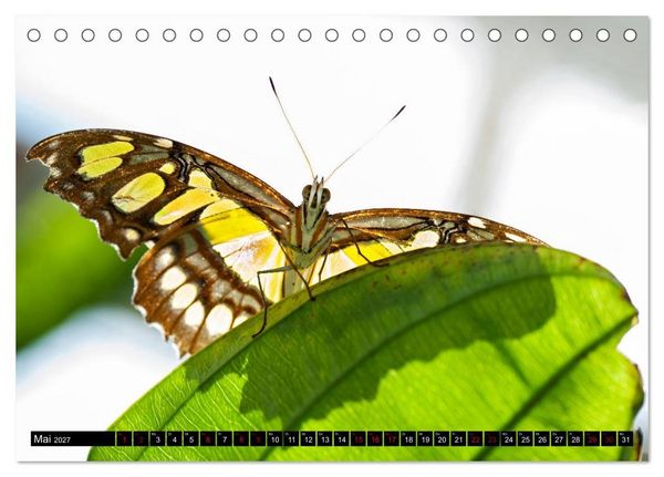 Produktbild: Fliegende Wunderwesen. Schmetterlinge weltweit, ganz nah (Tischkalender 2027 DIN A5 quer), CALVENDO Monatskalender