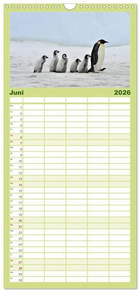 Produktbild: Familienplaner 2026 - Pinguine - Watscheln im festlichen Kleid mit 5 Spalten (Wandkalender, 21 x 45 cm) CALVENDO