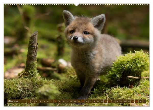 Produktbild: Bei den Jungf&uuml;chsen (hochwertiger Premium Wandkalender 2026 DIN A2 quer), Kunstdruck in Hochglanz