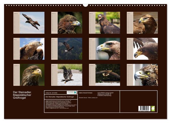 Produktbild: Der Steinadler. Majest&auml;tischer Greifvogel (Wandkalender 2026 DIN A2 quer), CALVENDO Monatskalender