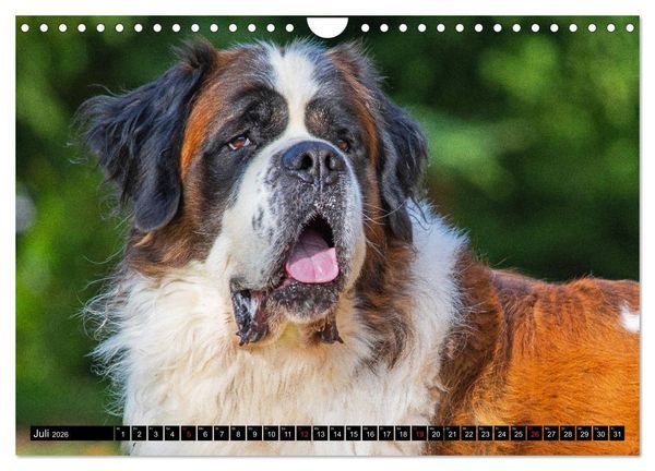Produktbild: Bernhardiner - Gigant auf vier Pfoten (Wandkalender 2026 DIN A4 quer), CALVENDO Monatskalender