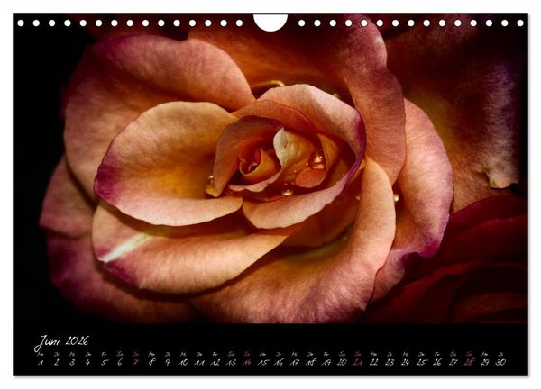 Produktbild: Floral Portraits - Blumen Impression (Wandkalender 2026 DIN A4 quer), CALVENDO Monatskalender