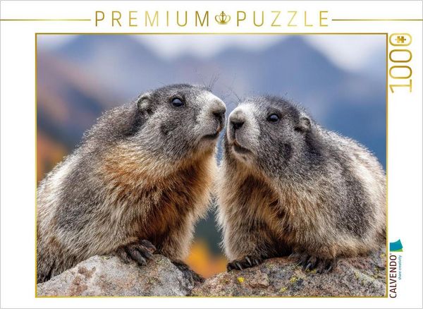 Produktbild: CALVENDO Puzzle Wir geh&ouml;ren zusammen | 1000 Teile Lege-Gr&ouml;&szlig;e 64x48cm Foto-Puzzle f&uuml;r gl&uuml;ckliche Stunden