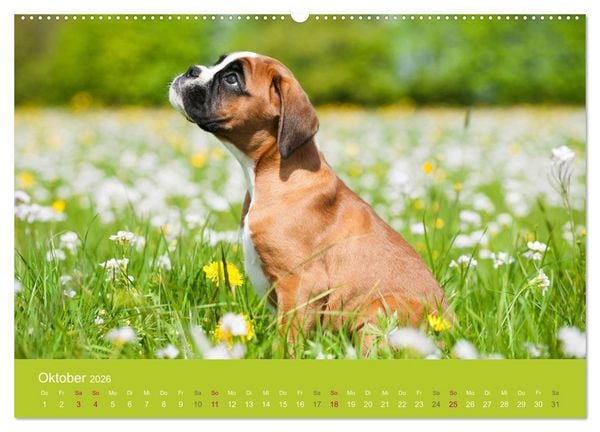 Produktbild: Welpen im Fr&uuml;hling (hochwertiger Premium Wandkalender 2026 DIN A2 quer), Kunstdruck in Hochglanz
