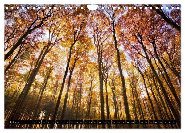 Produktbild: Zauberhafter Sachsenwald (Wandkalender 2026 DIN A4 quer), CALVENDO Monatskalender