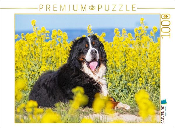 Produktbild: CALVENDO Puzzle Berner Sennenhund auf dem Weg durch die Rapsfelder | 1000 Teile Lege-Gr&ouml;&szlig;e 64x48cm Foto-Puzzle f&uuml;r gl&uuml;ckliche Stunden