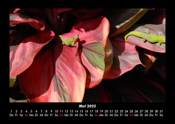 Produktbild: Pflanzen und Bl&uuml;ten 2025 Fotokalender DIN A3