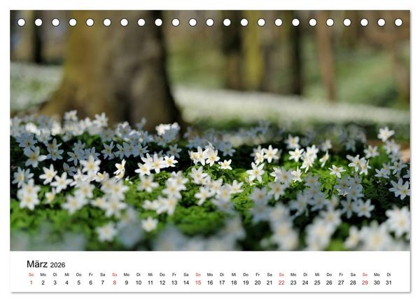 Produktbild: Insel R&uuml;gen Impressionen (Tischkalender 2026 DIN A5 quer), CALVENDO Monatskalender