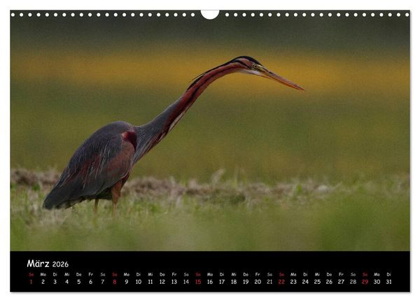 Produktbild: Naturjuwelen - Neusiedler See (Wandkalender 2026 DIN A3 quer), CALVENDO Monatskalender