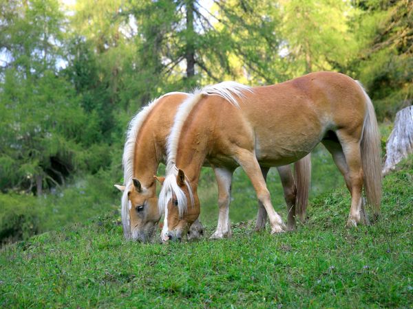 Produktbild: CALVENDO Puzzle Haflinger auf Weide | 1000 Teile Lege-Gr&ouml;&szlig;e 64x48cm Foto-Puzzle f&uuml;r gl&uuml;ckliche Stunden