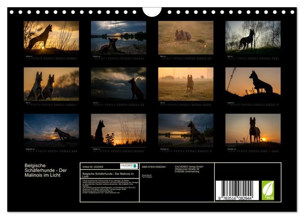 Produktbild: Belgische Sch&auml;ferhunde - Der Malinois im Licht (Wandkalender 2026 DIN A4 quer), CALVENDO Monatskalender