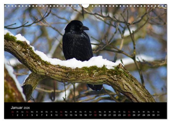 Produktbild: Das Leben der Rabenv&ouml;gel (Wandkalender 2026 DIN A3 quer), CALVENDO Monatskalender