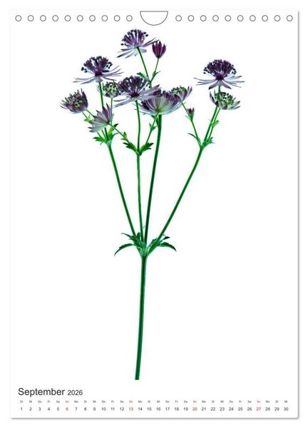 Produktbild: Blumen pur (Wandkalender 2026 DIN A4 hoch), CALVENDO Monatskalender
