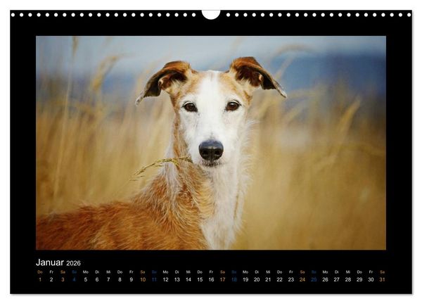 Produktbild: Windhund bunt (Wandkalender 2026 DIN A3 quer), CALVENDO Monatskalender