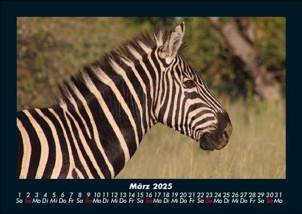 Produktbild: Tierkalender 2025 Fotokalender DIN A5