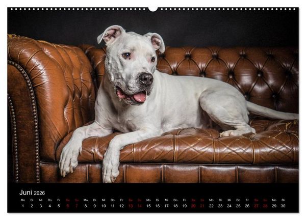 Produktbild: DOGO ARGENTINO (Wandkalender 2026 DIN A2 quer), CALVENDO Monatskalender
