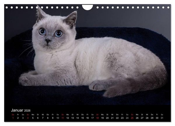 Produktbild: Britisch Kurzhaar Katzen (Wandkalender 2026 DIN A4 quer), CALVENDO Monatskalender