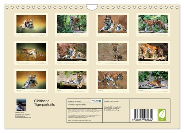 Produktbild: Sibirische Tigerportraits (Wandkalender 2026 DIN A4 quer), CALVENDO Monatskalender