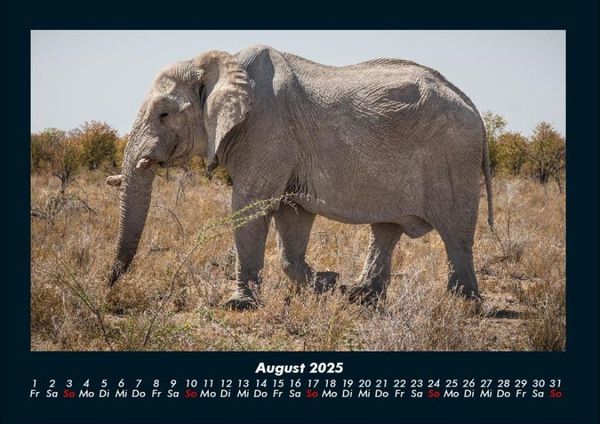 Produktbild: Elefanten 2025 Fotokalender DIN A4