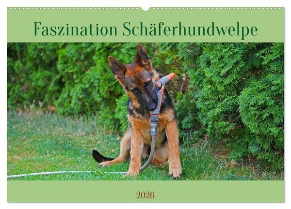 Produktbild: Faszination Sch&auml;ferhundwelpe (Wandkalender 2026 DIN A2 quer), CALVENDO Monatskalender