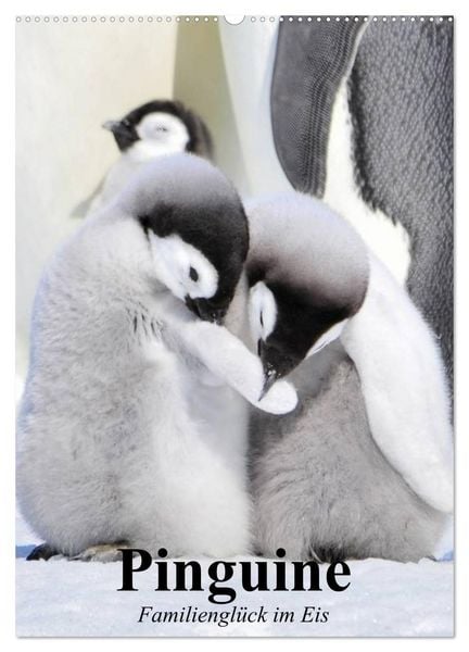 Produktbild: Pinguine. Familiengl&uuml;ck im Eis (Wandkalender 2026 DIN A2 hoch), CALVENDO Monatskalender