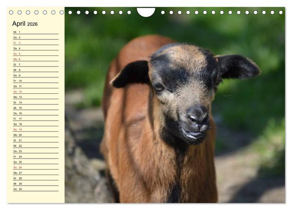 Produktbild: Ziegen. Lustige Ausbruchsk&uuml;nstler (Wandkalender 2026 DIN A4 quer), CALVENDO Monatskalender