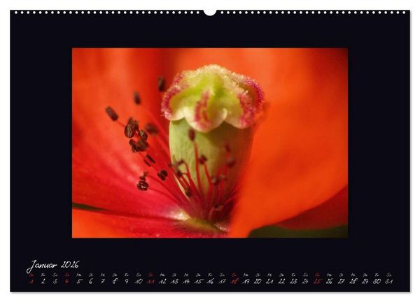 Produktbild: MOHNographie (hochwertiger Premium Wandkalender 2026 DIN A2 quer), Kunstdruck in Hochglanz
