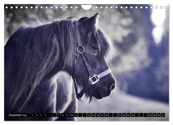 Produktbild: Shetlandpony Kalender (Wandkalender 2026 DIN A4 quer), CALVENDO Monatskalender