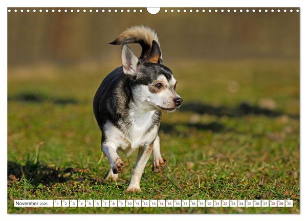 Produktbild: Enegieb&uuml;ndel Chihuahua - Temperament auf vier Pfoten (Wandkalender 2026 DIN A3 quer), CALVENDO Monatskalender