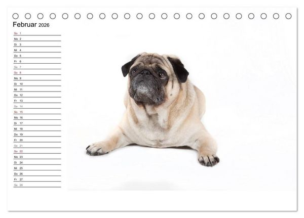 Produktbild: Mops - unwiderstehlich und charmant (Tischkalender 2026 DIN A5 quer), CALVENDO Monatskalender