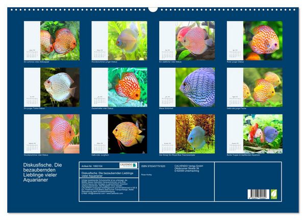 Produktbild: Diskusfische. Die bezaubernden Lieblinge vieler Aquarianer (Wandkalender 2026 DIN A2 quer), CALVENDO Monatskalender