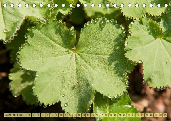 Produktbild: Bauerngarten - bunte Vielfalt (Tischkalender 2022 DIN A5 quer)