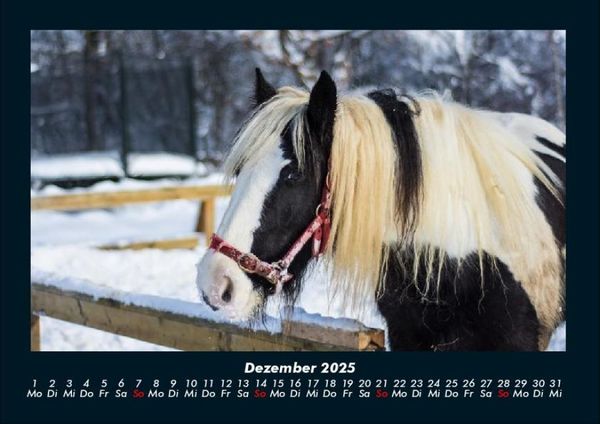 Produktbild: Die Welt der Pferde 2025 Fotokalender DIN A4