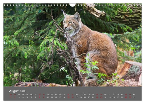 Produktbild: Der Luchs - Hochbeinig, Pinselohren, Backenbart (Wandkalender 2026 DIN A3 quer), CALVENDO Monatskalender