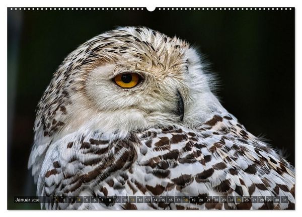 Produktbild: Imposante Vogelportr&auml;ts (Wandkalender 2026 DIN A2 quer), CALVENDO Monatskalender