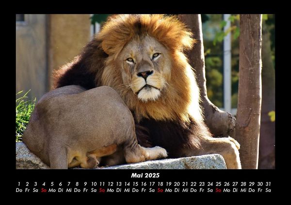 Produktbild: L&ouml;wen in der Wildnis 2025 Fotokalender DIN A3
