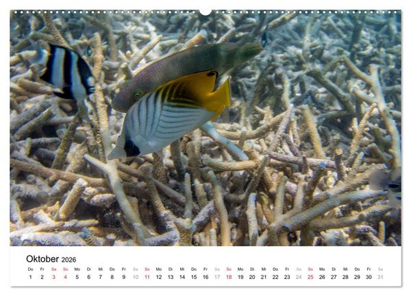Produktbild: Unterwasserwelt der Malediven III (hochwertiger Premium Wandkalender 2026 DIN A2 quer), Kunstdruck in Hochglanz