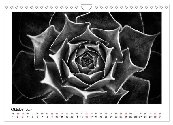 Produktbild: Die grafische Sch&ouml;nheit der Pflanzen &ndash; Schwarz-Wei&szlig; (Wandkalender 2027 DIN A4 quer), CALVENDO Monatskalender