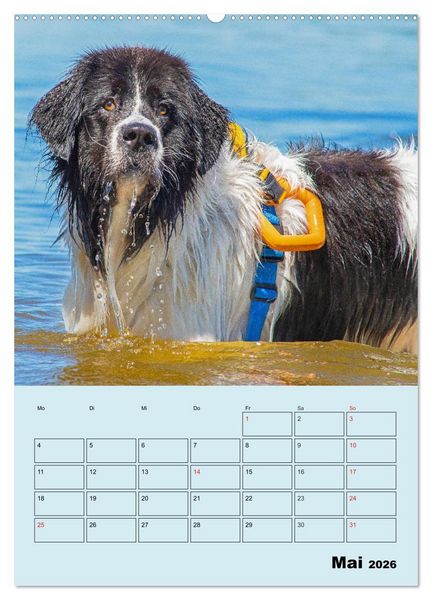 Produktbild: Familienplaner Landseer - Freund und Retter (hochwertiger Premium Wandkalender 2026 DIN A2 hoch), Kunstdruck in Hochglanz