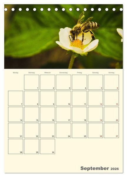Produktbild: Bienen im Naturgarten (Tischkalender 2026 DIN A5 hoch), CALVENDO Monatskalender