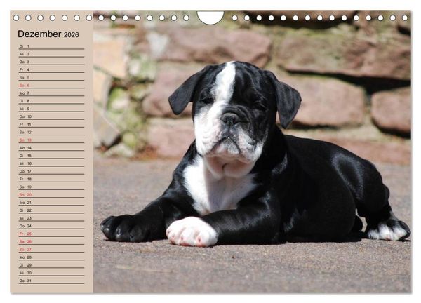 Produktbild: Bulldoggen-Kinder (Wandkalender 2026 DIN A4 quer), CALVENDO Monatskalender