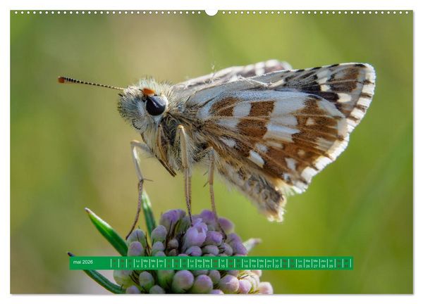 Produktbild: La vie de nos prairie, les papillons (Calendrier mural 2026 DIN A2 vertical), CALVENDO calendrier mensuel