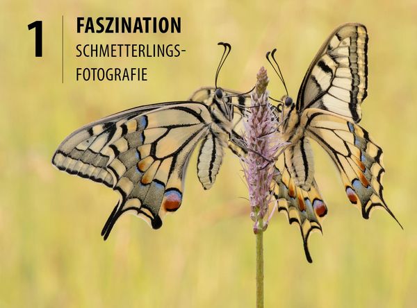 Produktbild: Schmetterlinge - so gelingen faszinierende Fotos