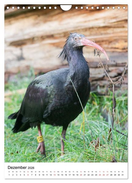 Produktbild: Der Waldrapp - Der etwas andere Vogel (Wandkalender 2026 DIN A4 hoch), CALVENDO Monatskalender