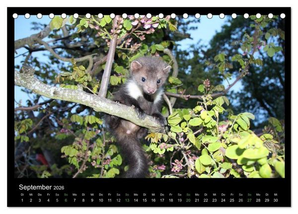 Produktbild: Marderkinder (Tischkalender 2026 DIN A5 quer), CALVENDO Monatskalender