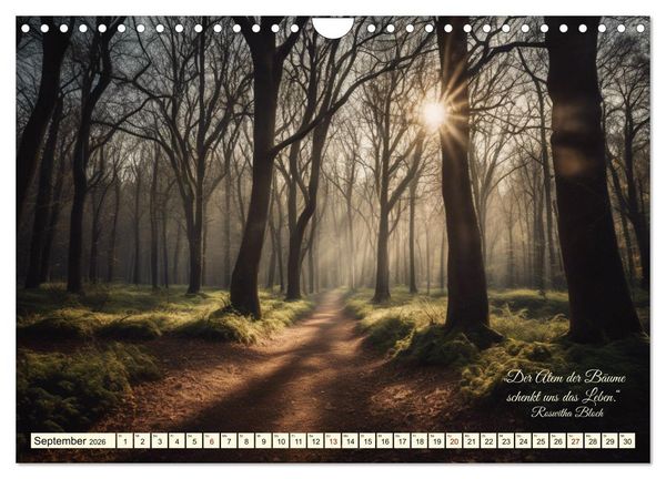 Produktbild: Waldbaden - Shinrin Yoku (Wandkalender 2026 DIN A4 quer), CALVENDO Monatskalender