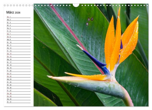 Produktbild: Strelitzien - die Paradiesv&ouml;gel unter den Blumen (Wandkalender 2026 DIN A3 quer), CALVENDO Monatskalender