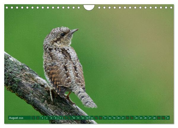 Produktbild: Geliebtes Federvieh (Wandkalender 2026 DIN A4 quer), CALVENDO Monatskalender