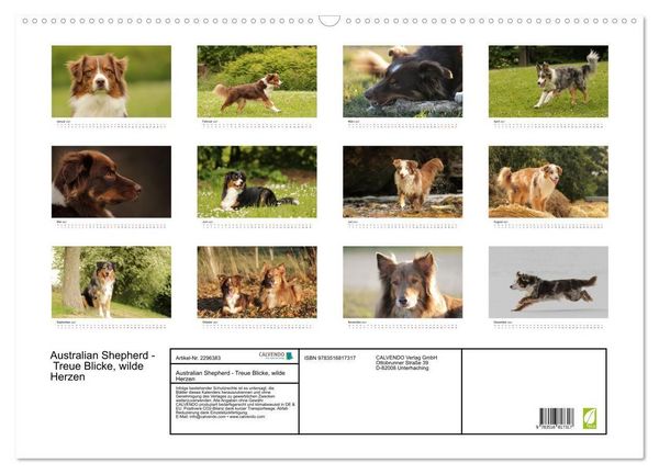 Produktbild: Australian Shepherd - Treue Blicke, wilde Herzen (Wandkalender 2027 DIN A2 quer), CALVENDO Monatskalender